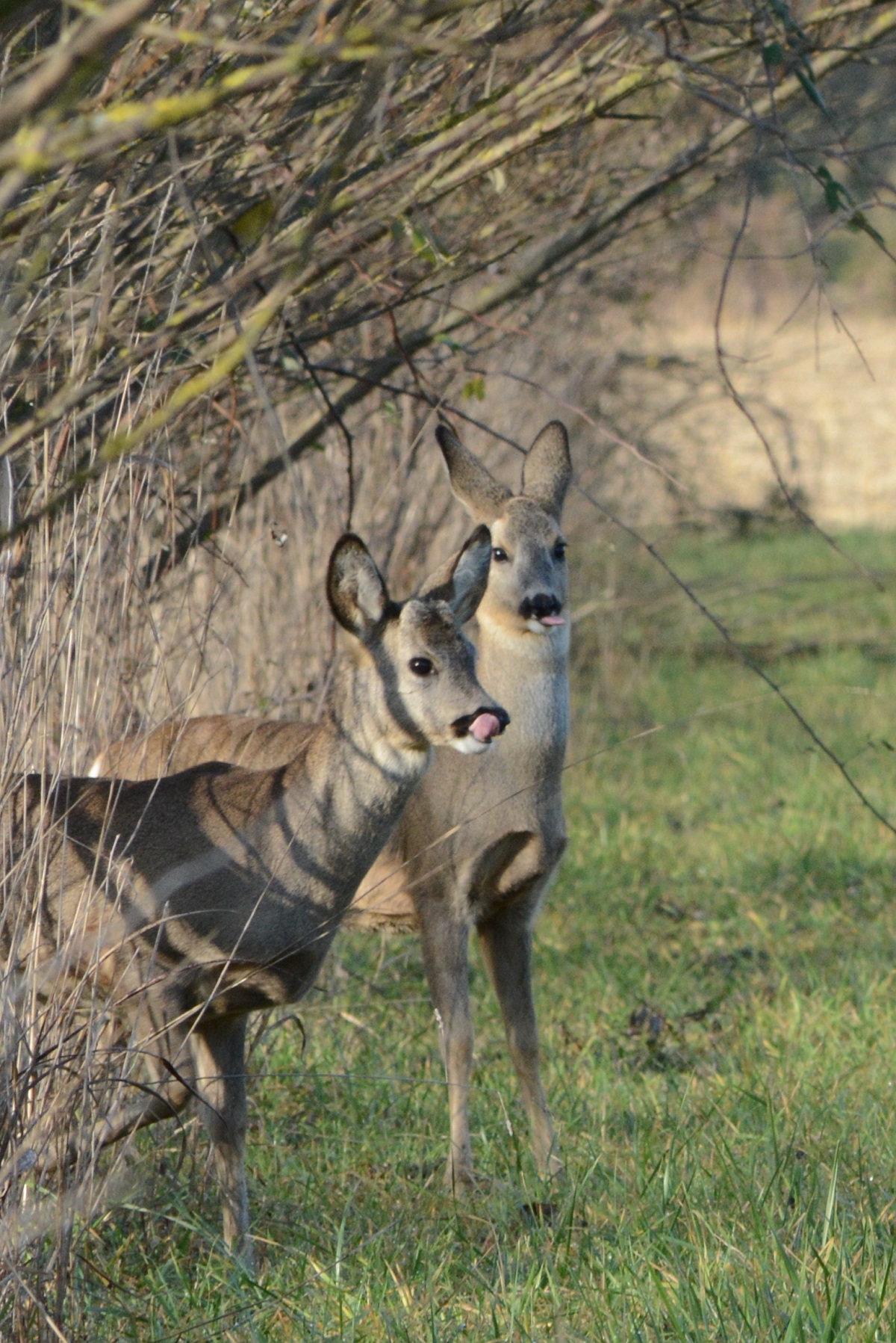 We do not know what to do .. run away