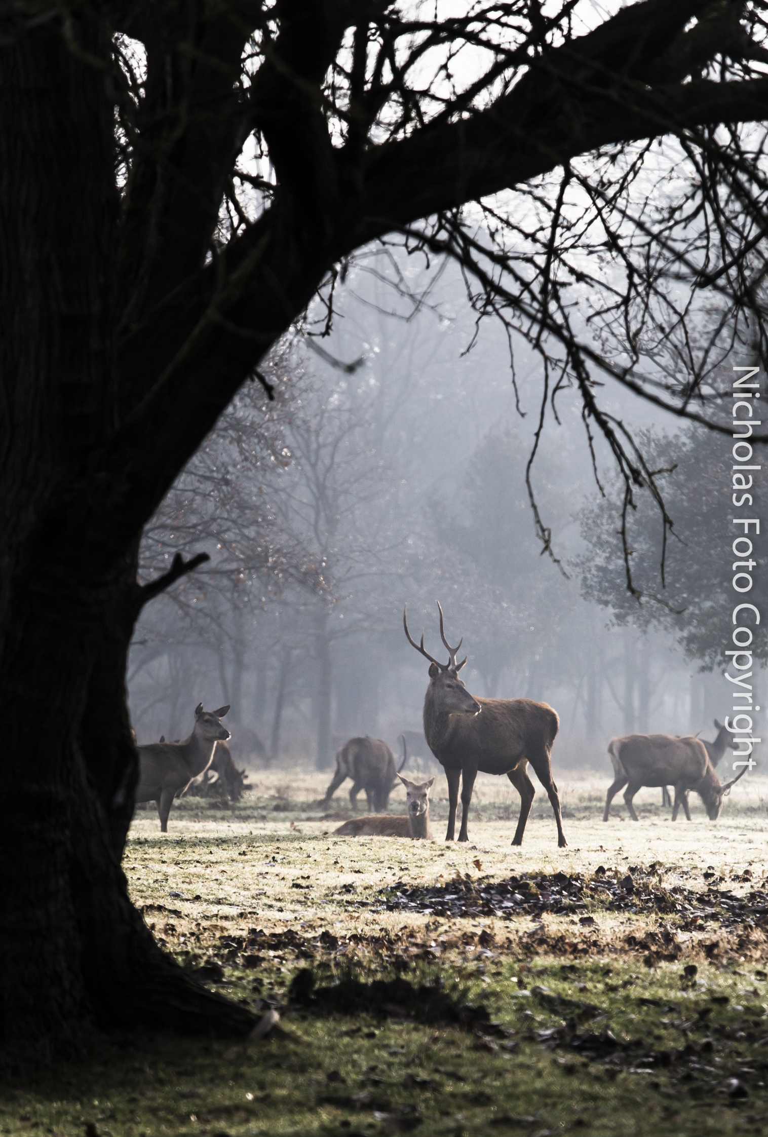 Cervi di Bosco Mesola