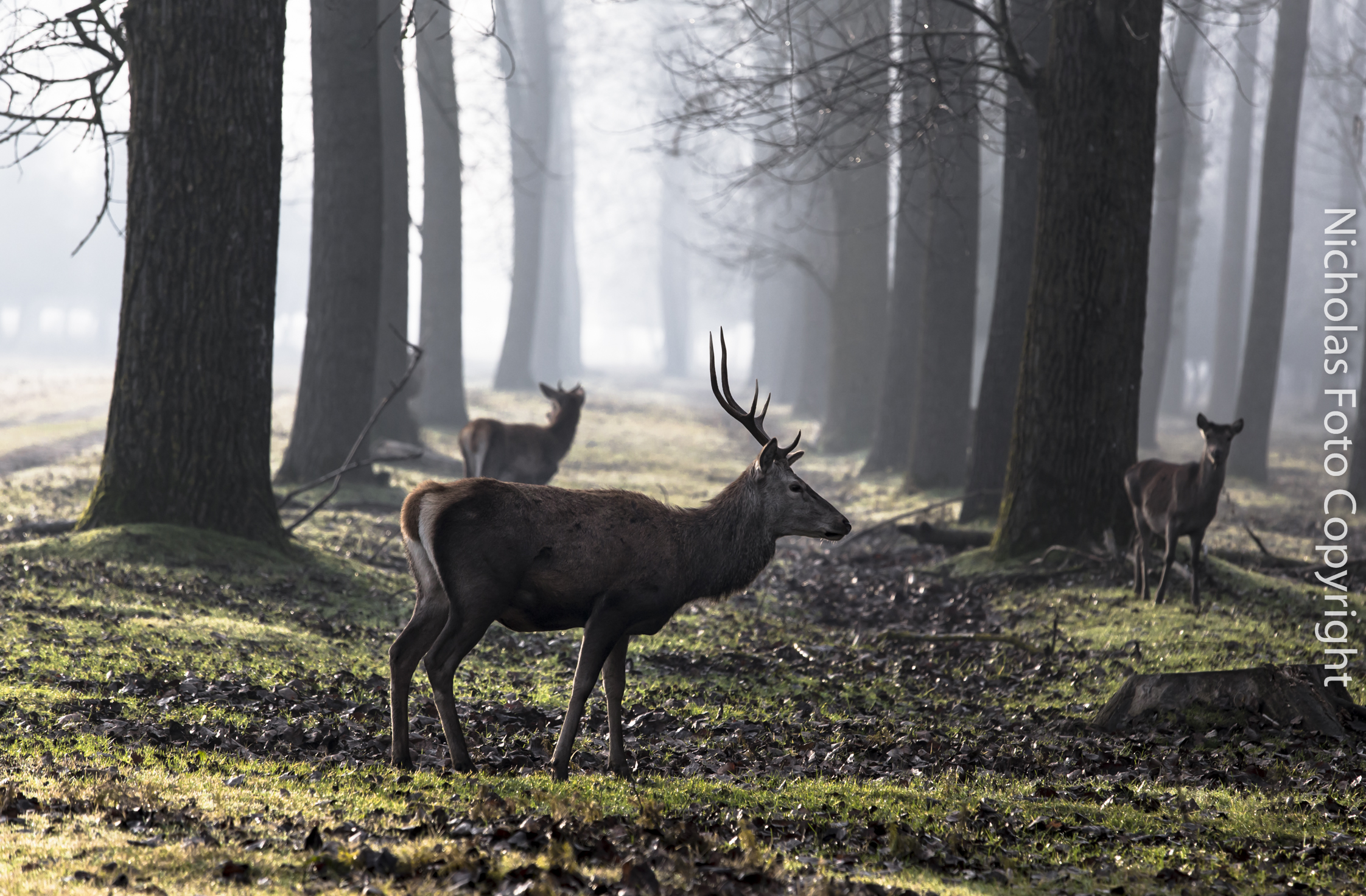 Cervi di Bosco Mesola