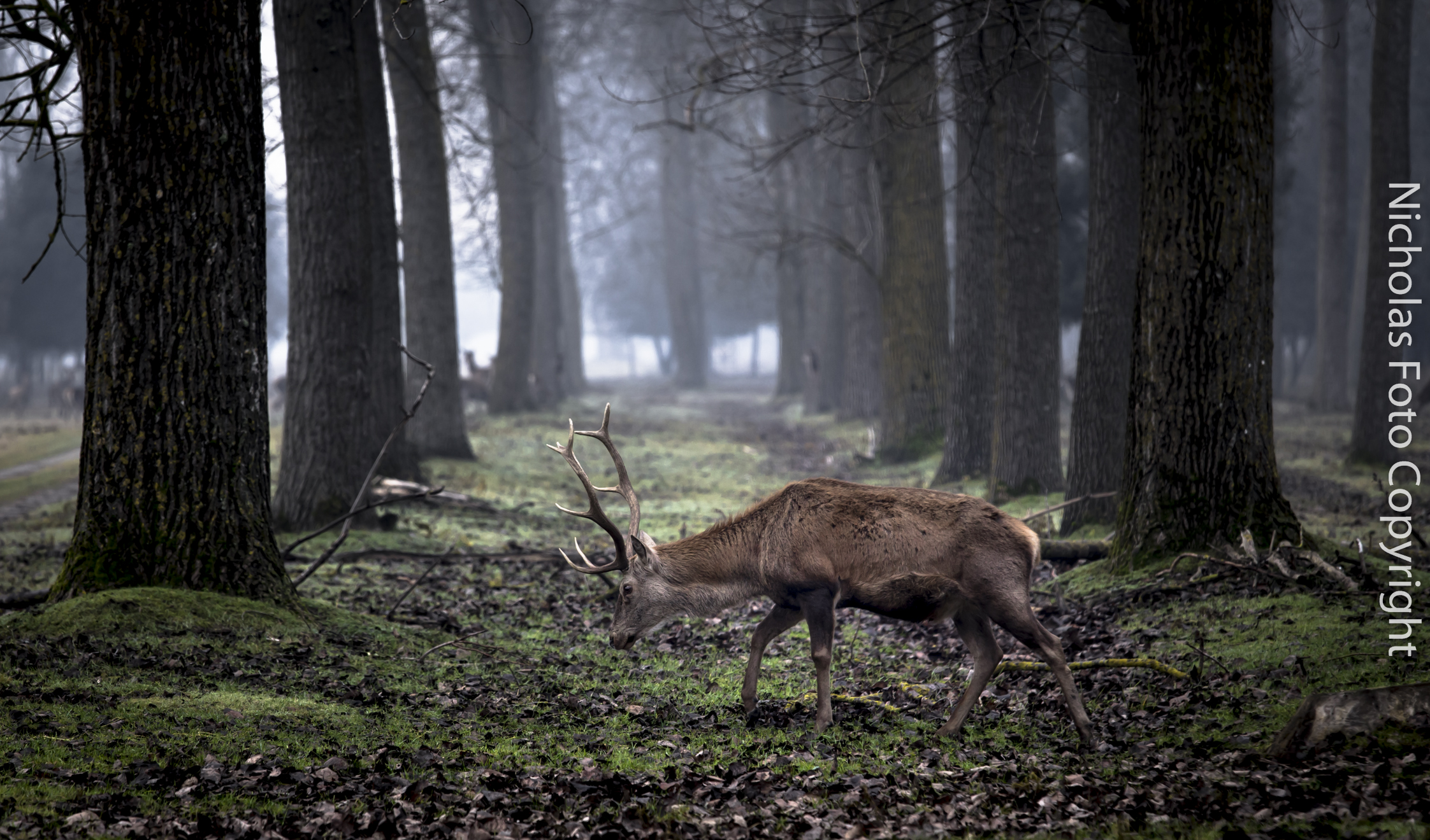 Cervi di Bosco Mesola