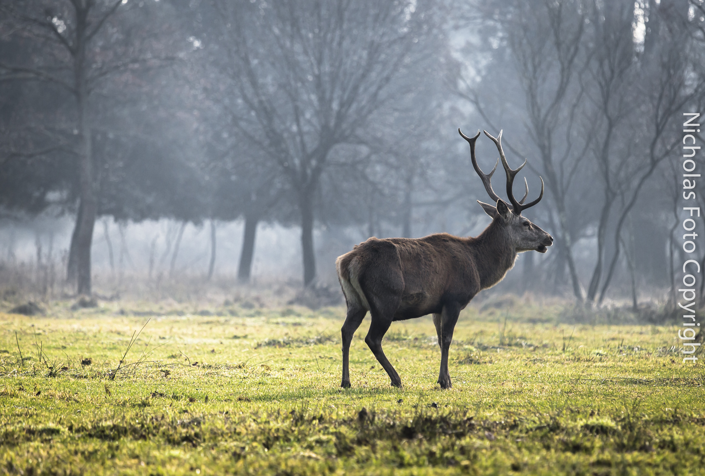 Cervi di Bosco Mesola