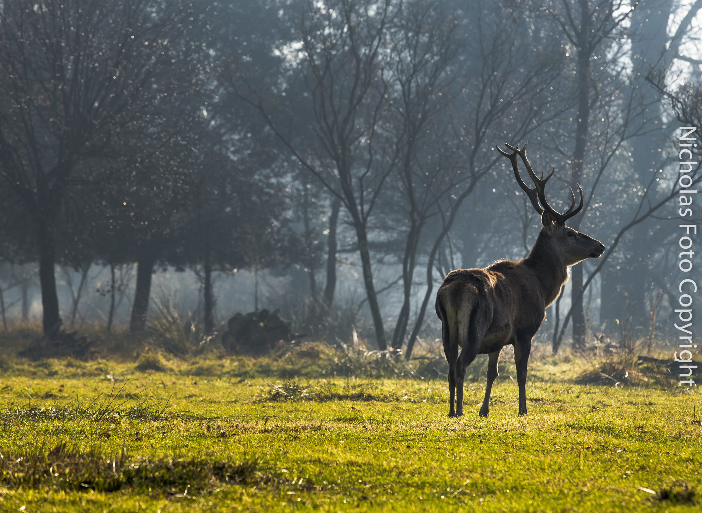 Cervi di Bosco Mesola