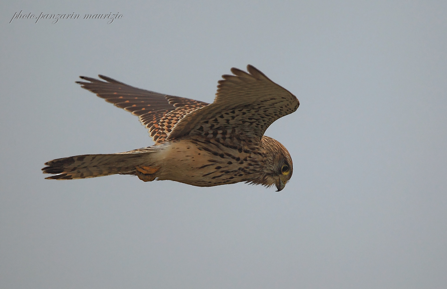 kestrel