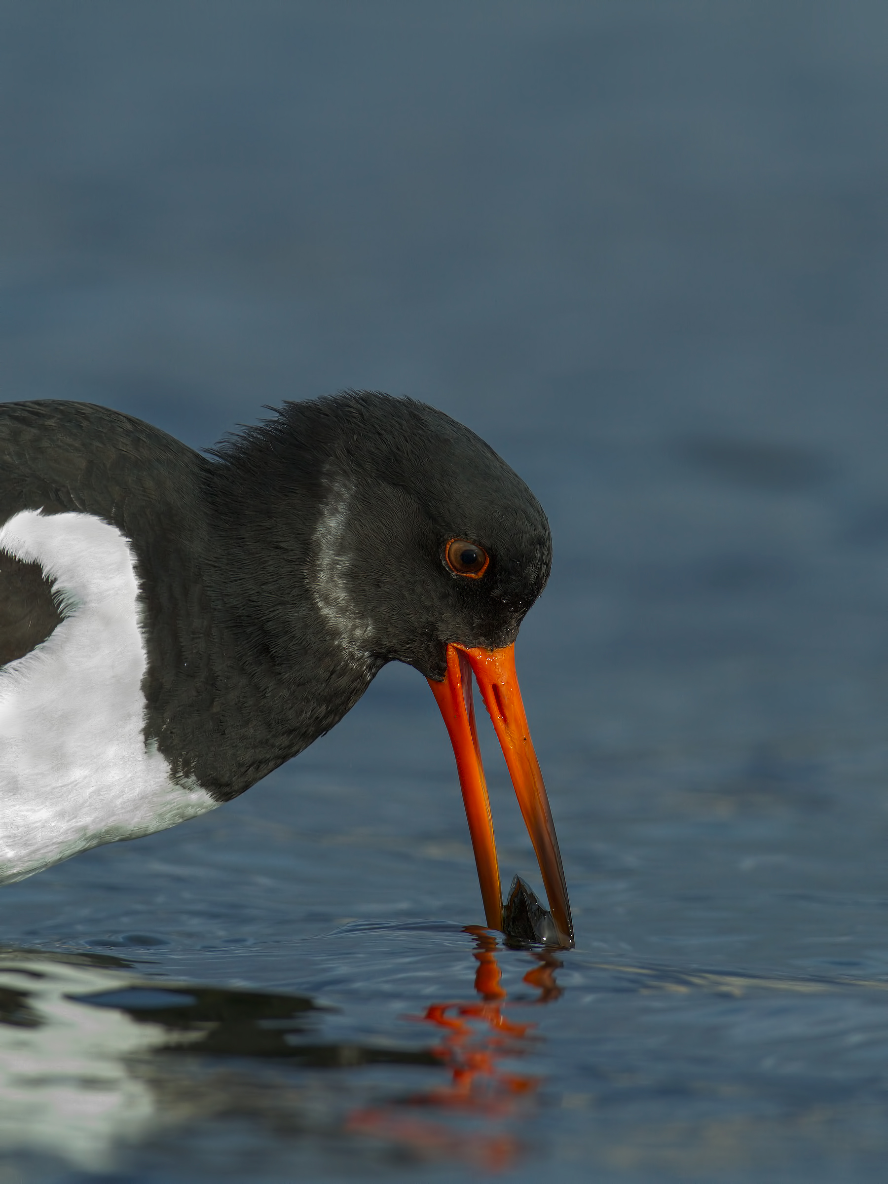 oystercatcher