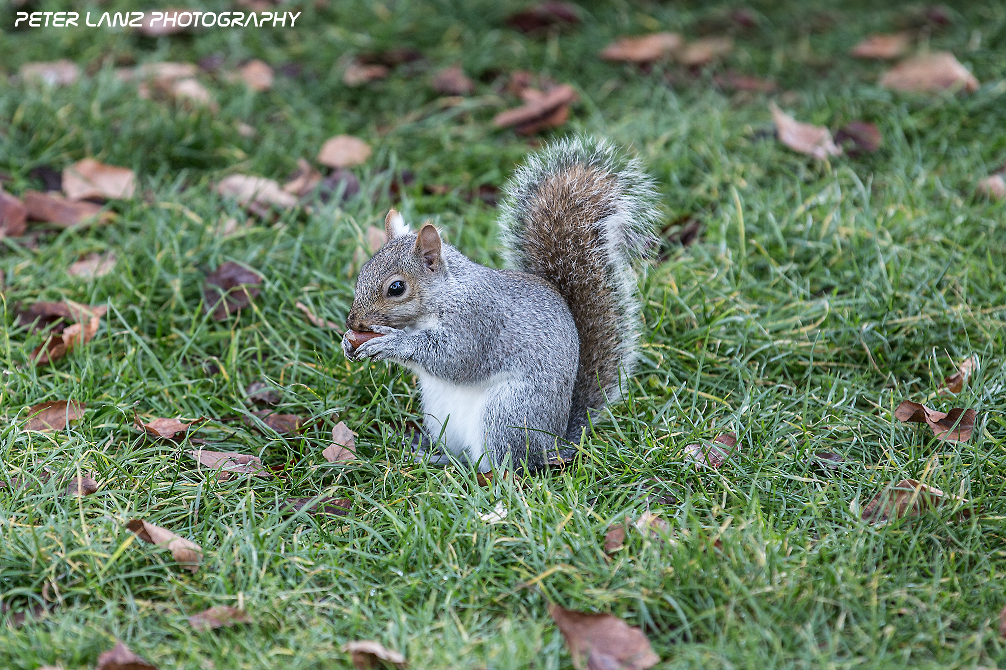 Simpatico frugoletto