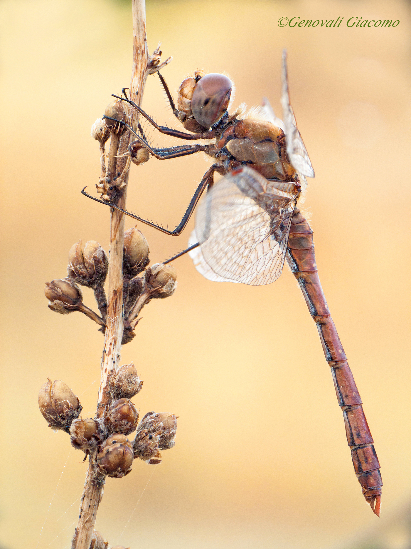 un augurio per il 2014 da dragon fly