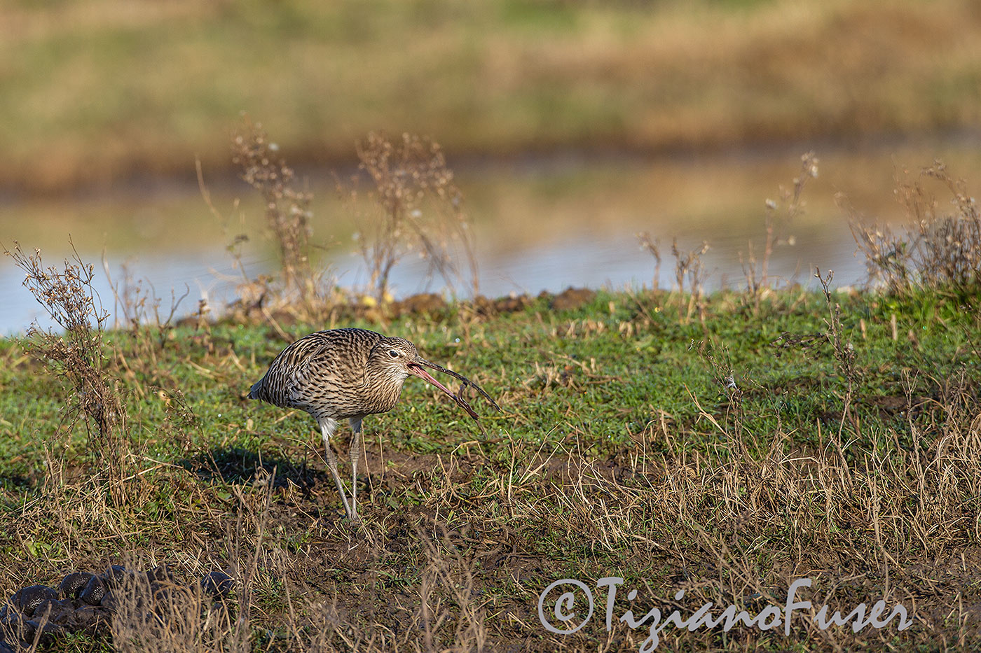 curlew in the mirror