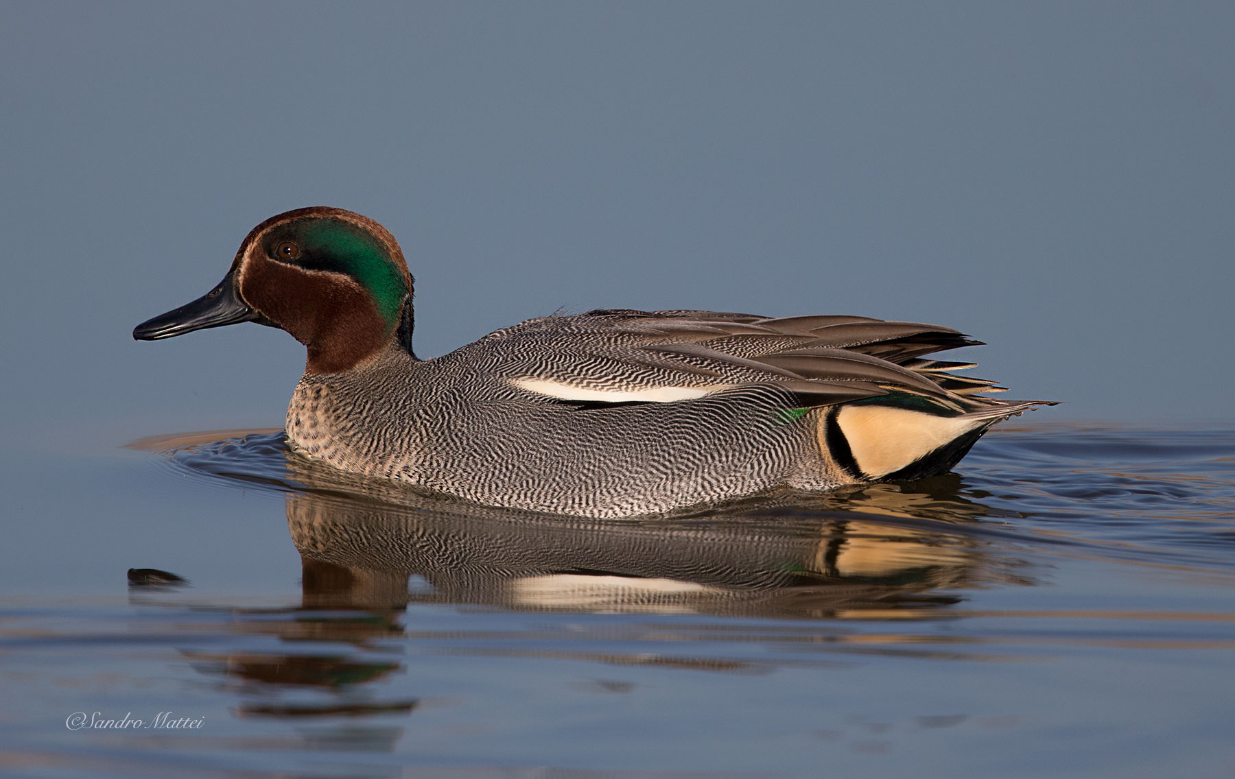 Teal male
