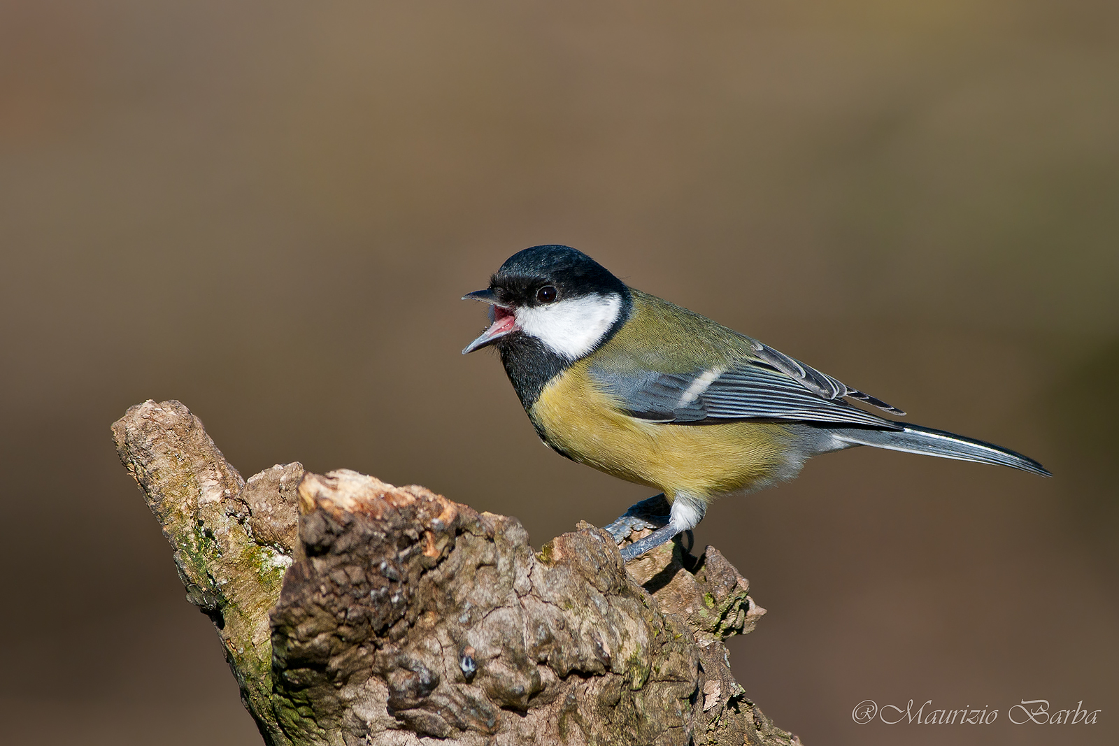 Great Tit