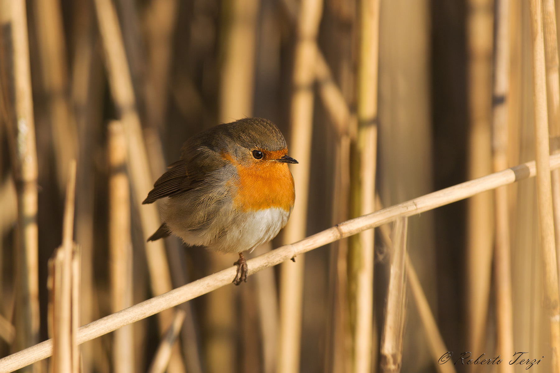 Robin ruffled