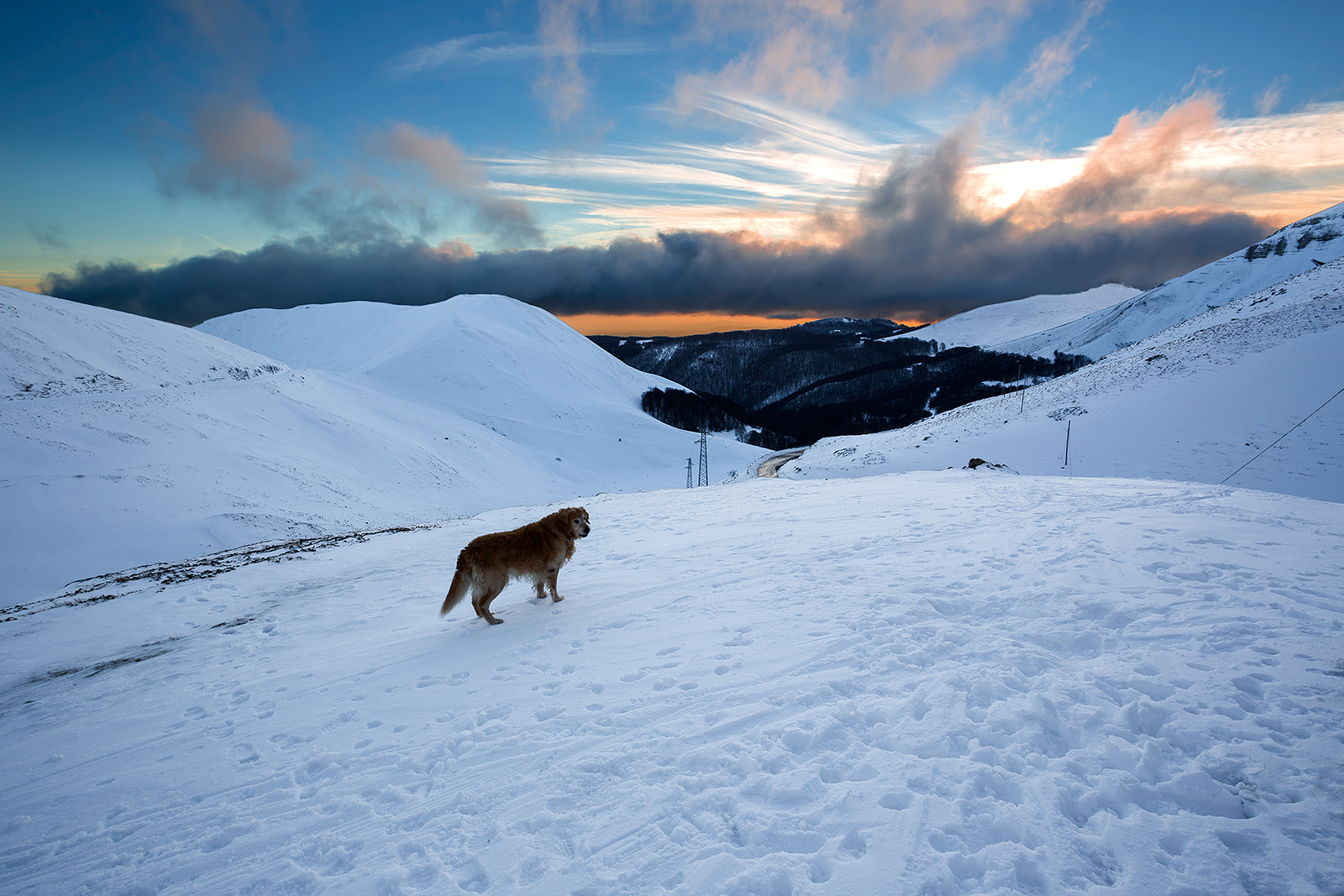 Dog of the Snows at sunset!