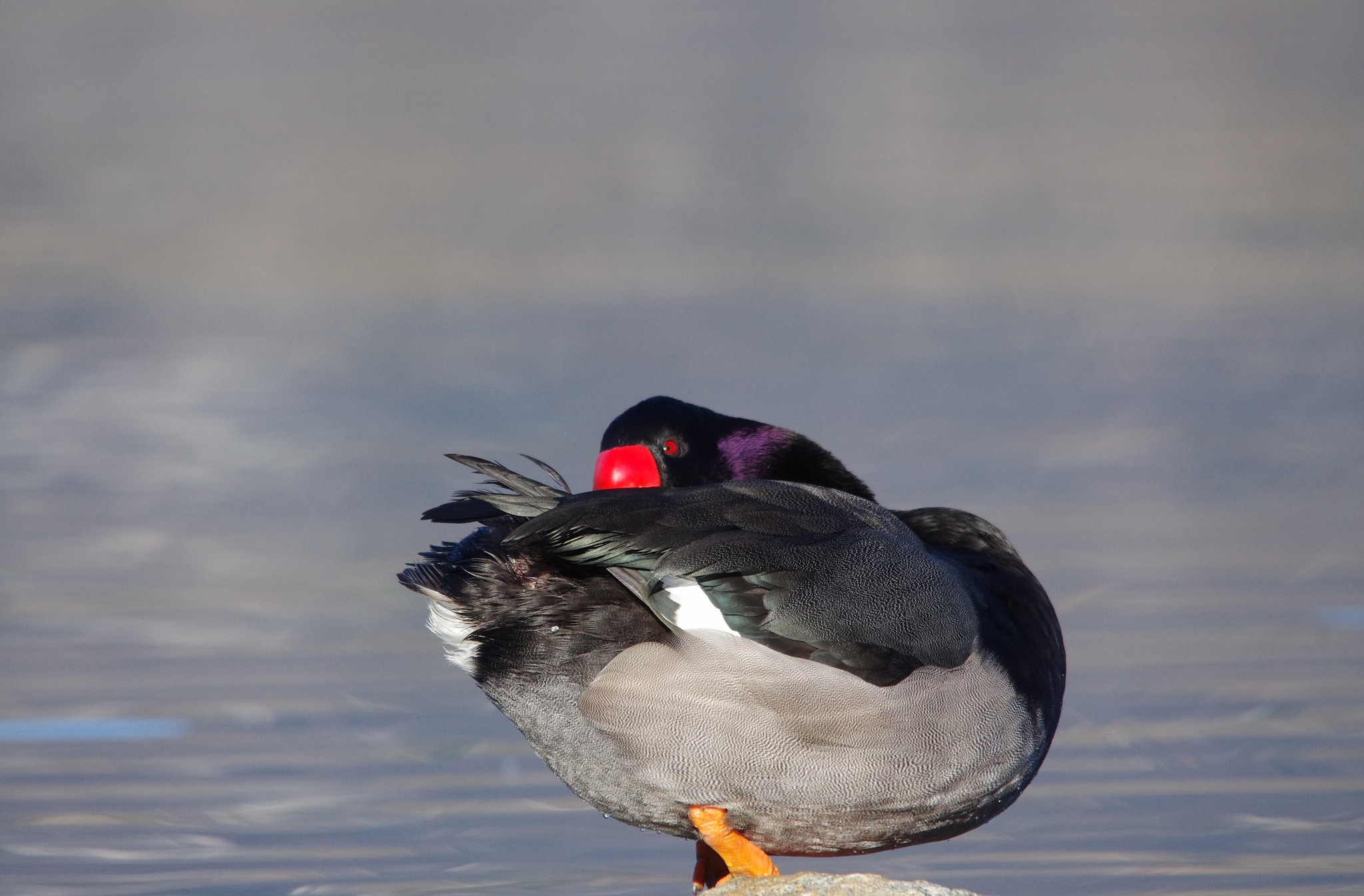 Pochard Red-billed
