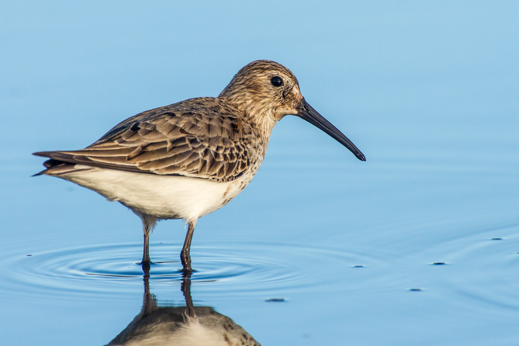 Piovanello pancianera