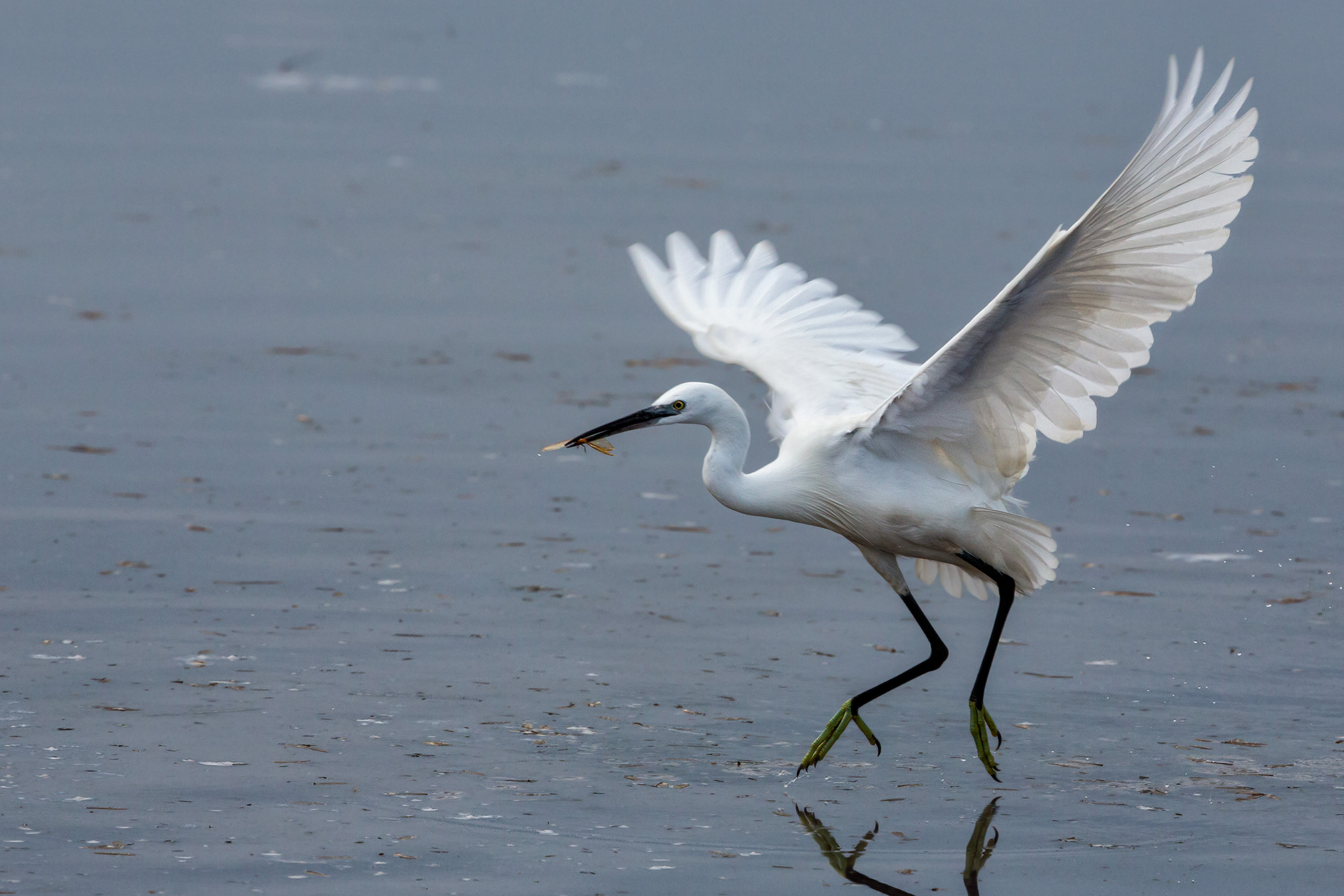 Little Egret eating termite