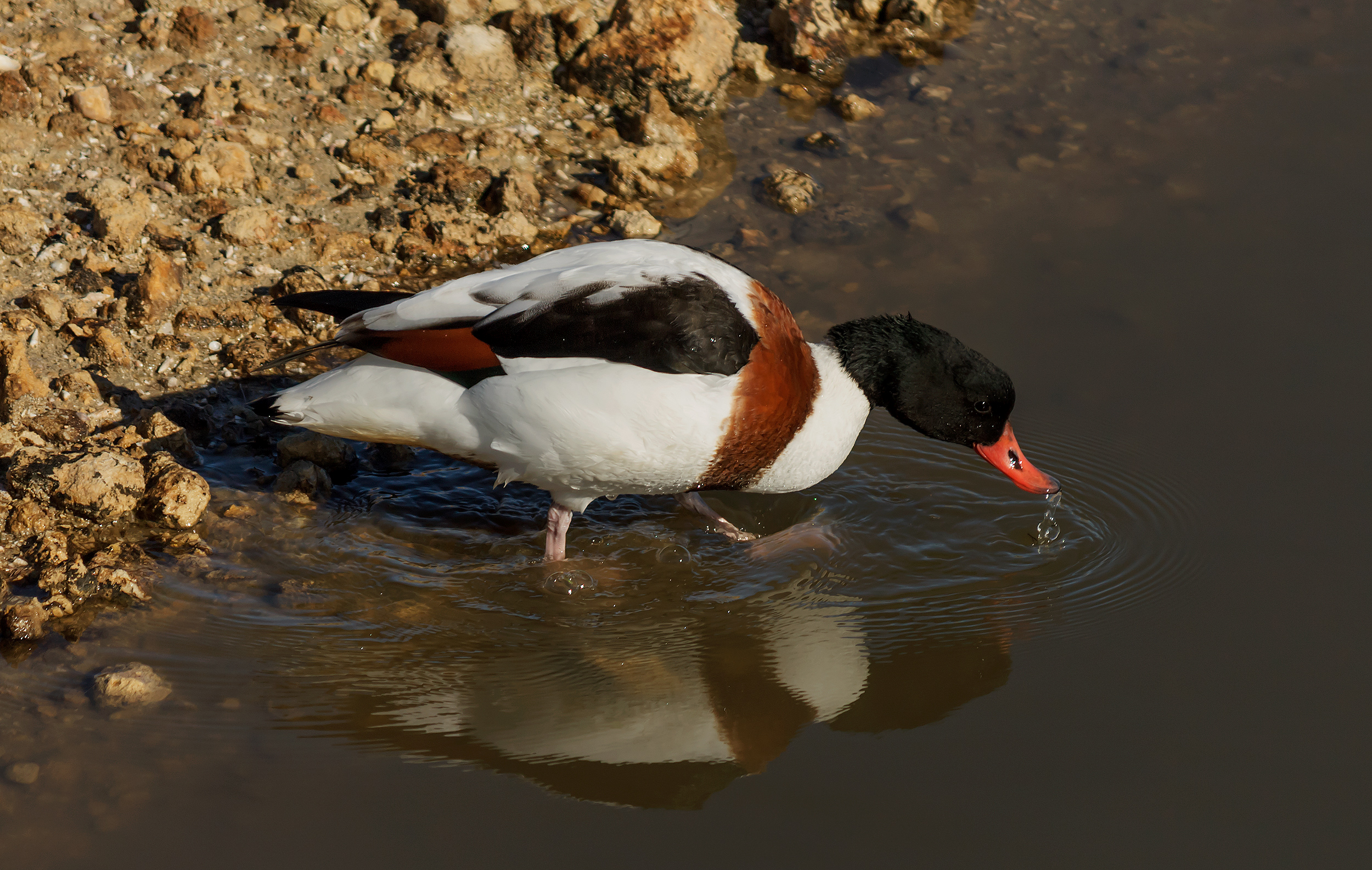 Shelduck ...