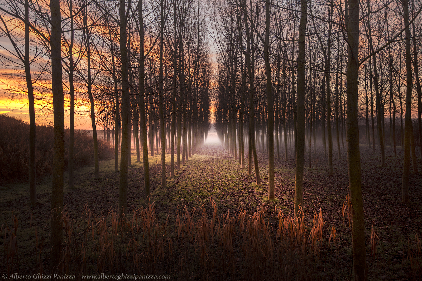 First lights in the poplar