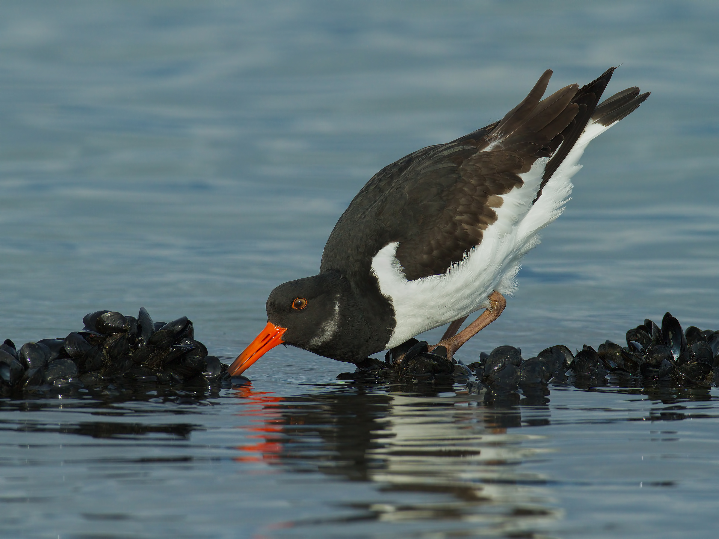 group of mussels ... with Woodcock
