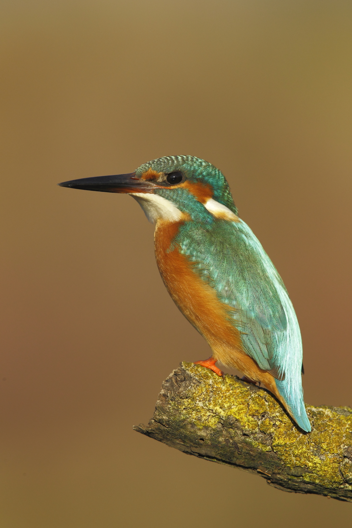 Kingfisher