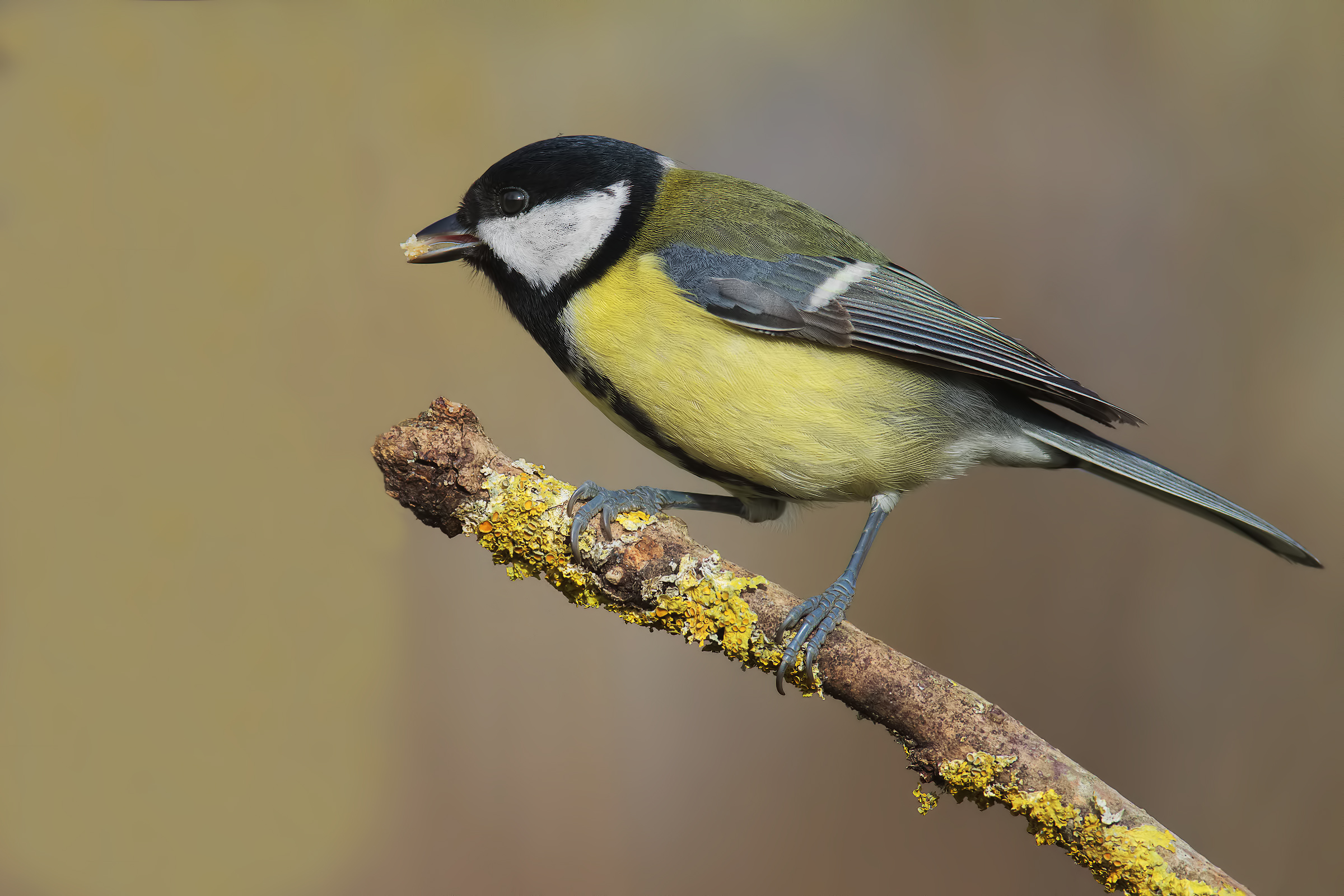 The Great Tit AND 7d ....