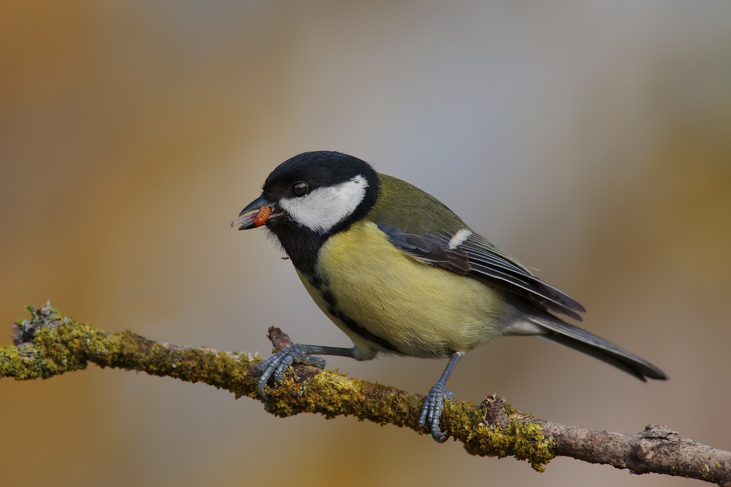 great tit and prey