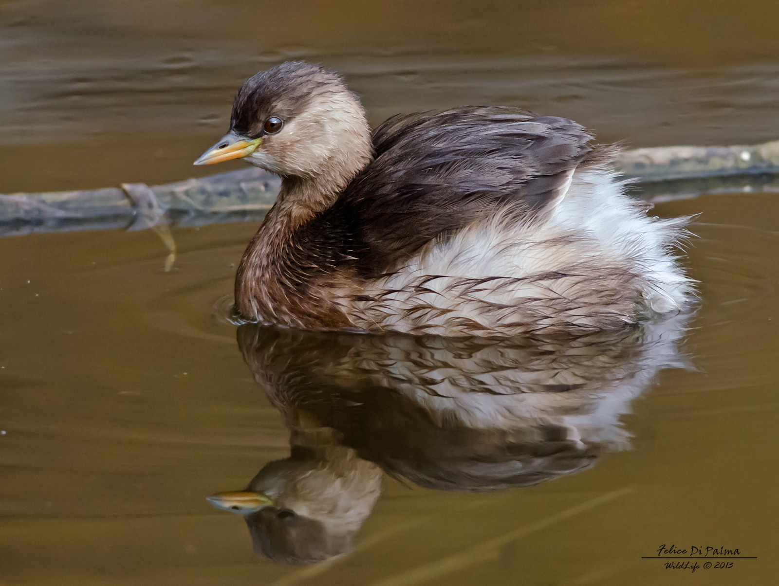 Tuffetto allo specchio