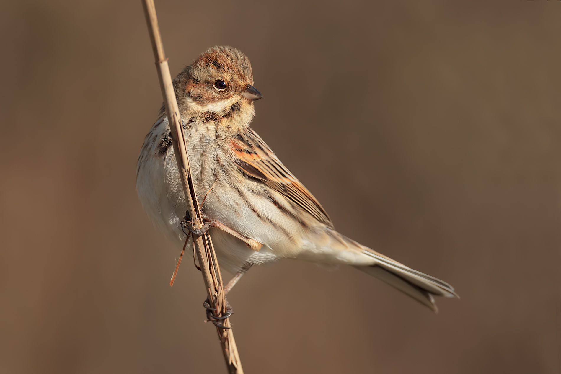 Migliarino di palude
