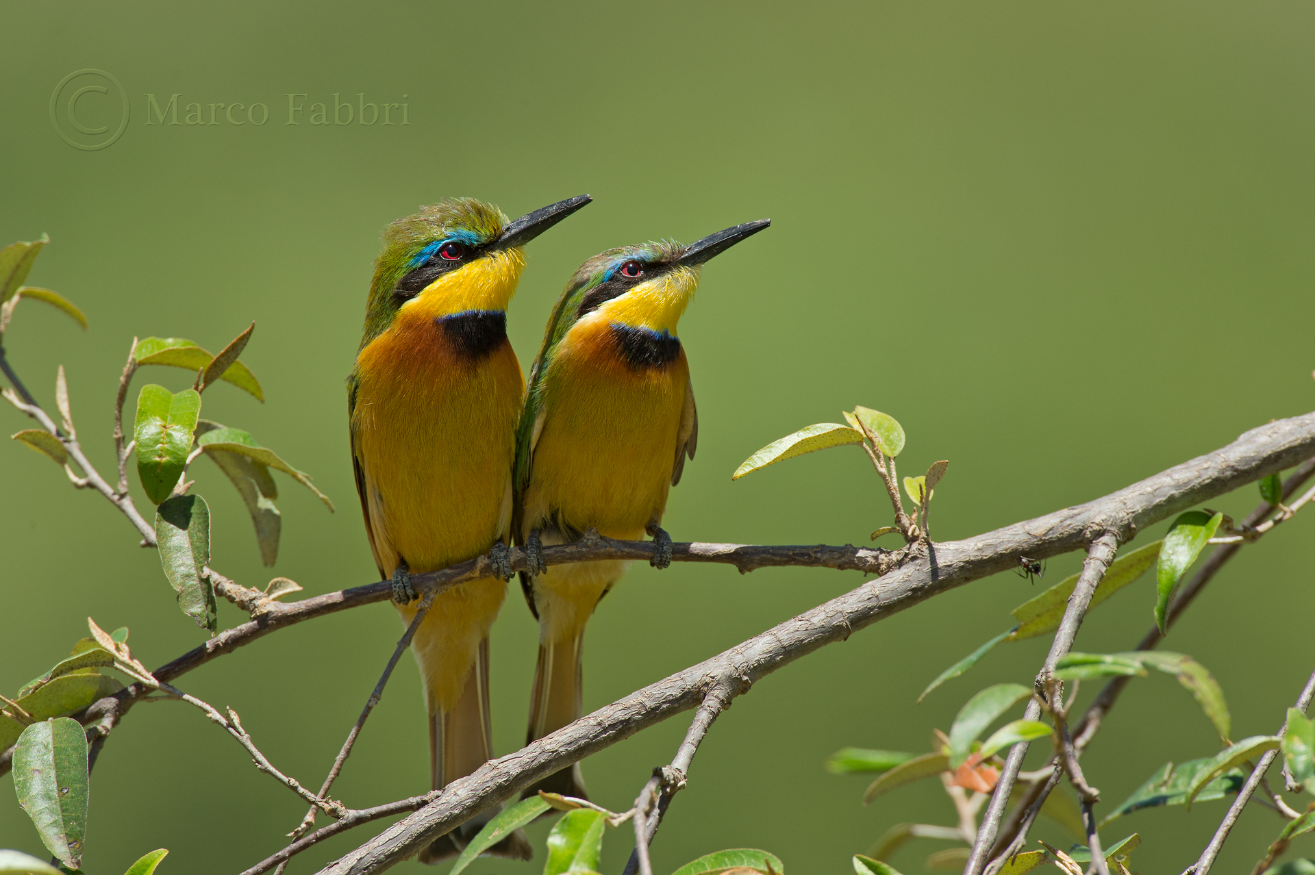 Pair of Little BEE-Eater