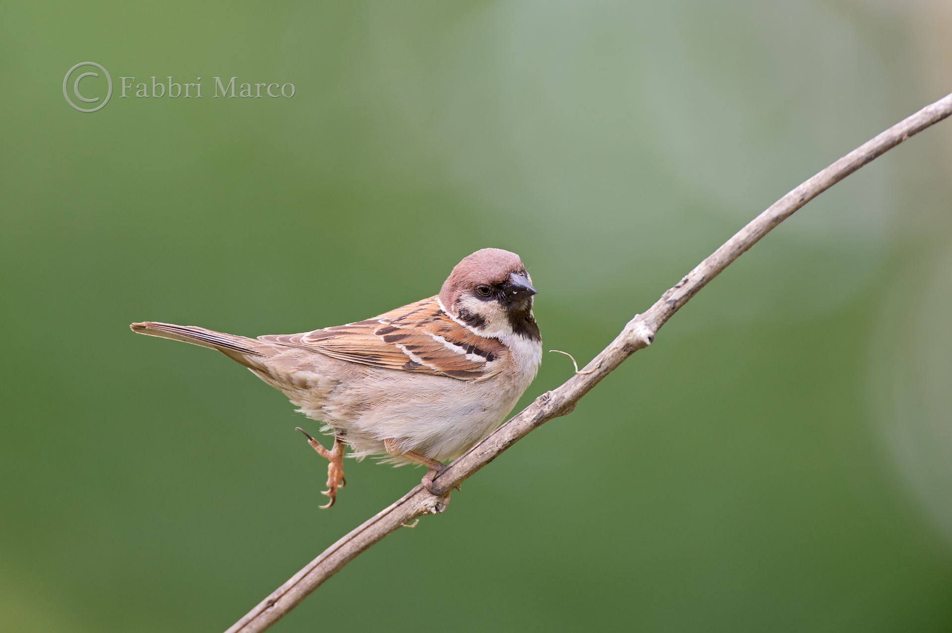 Tree Sparrow