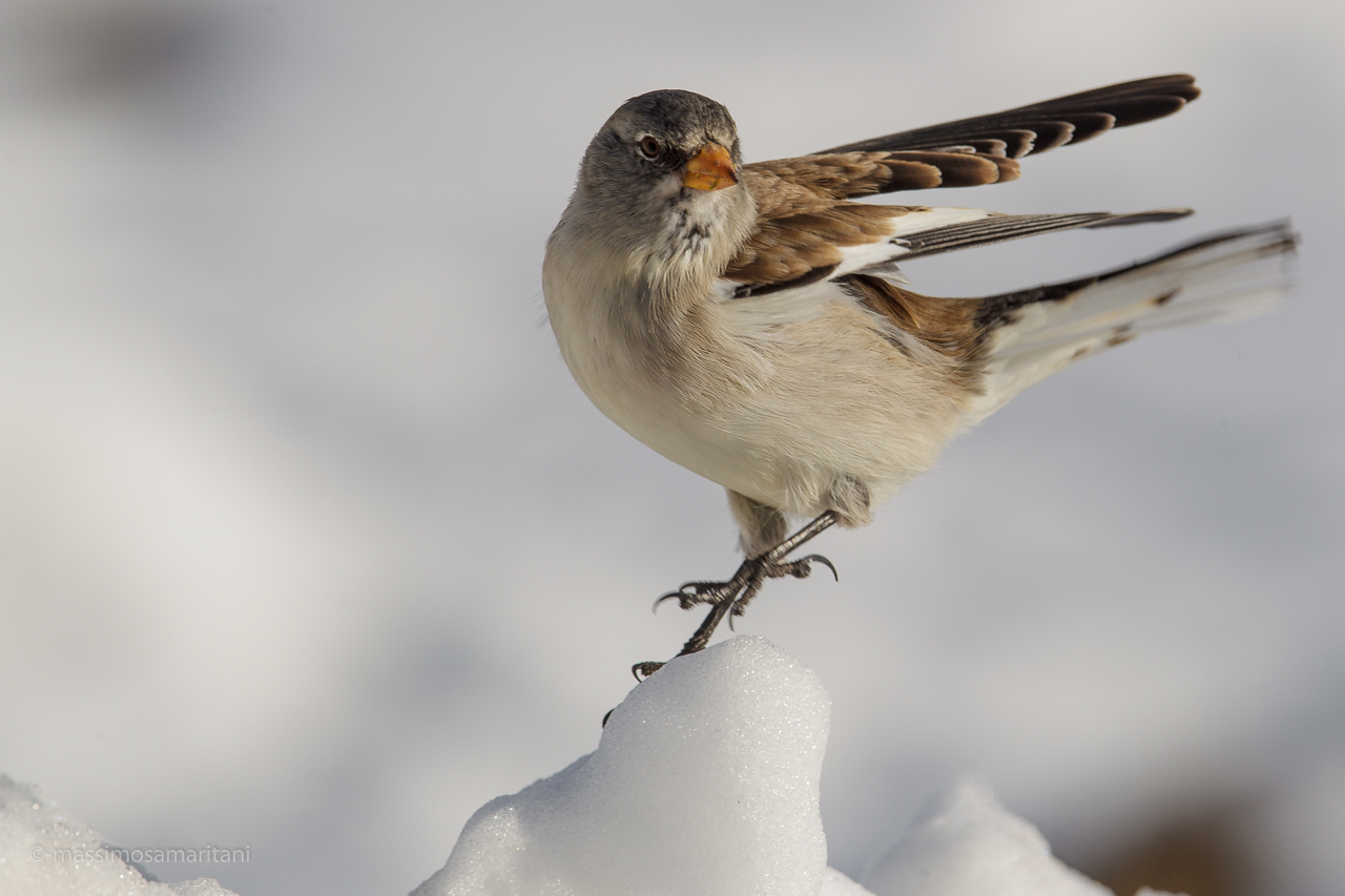 Alpine Chaffinch