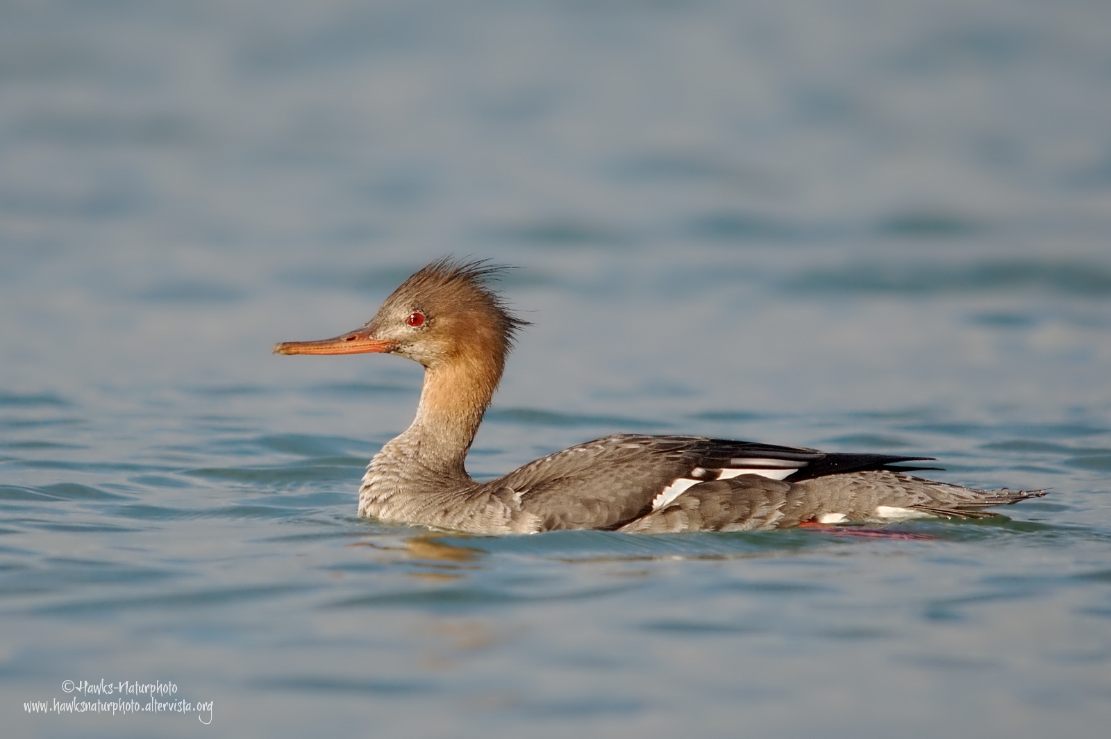 Merganser Minor