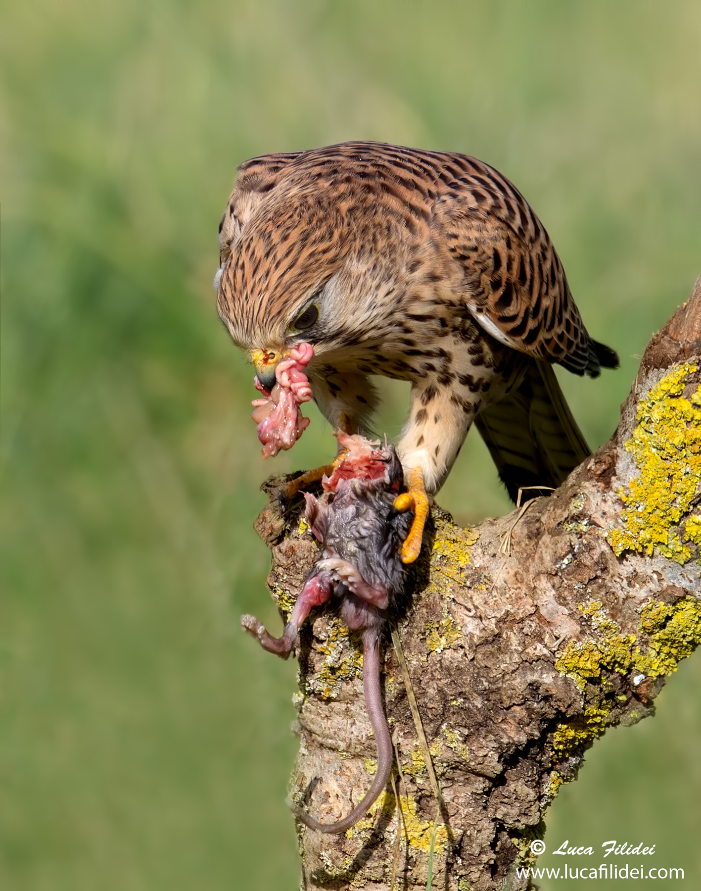 Gheppio con Preda