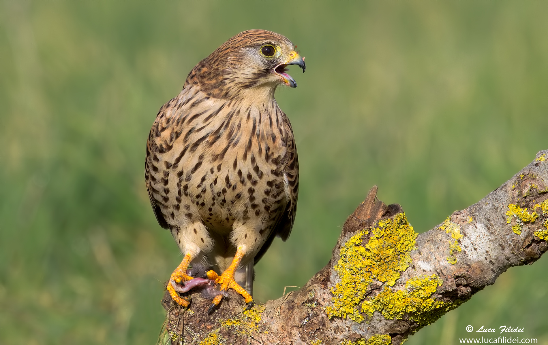 Kestrel with Prey