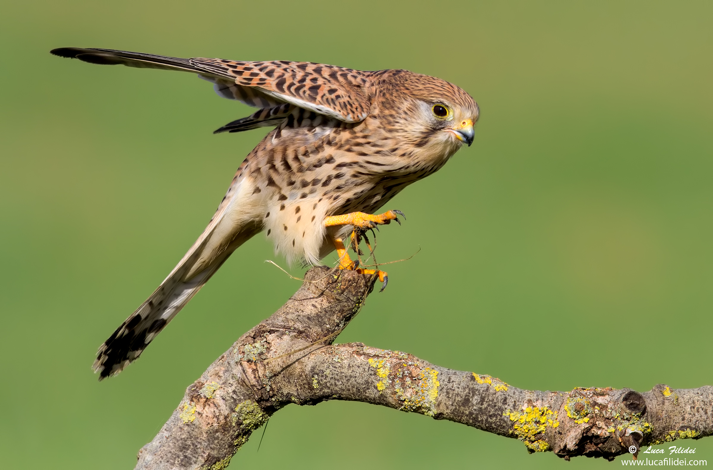 Kestrel