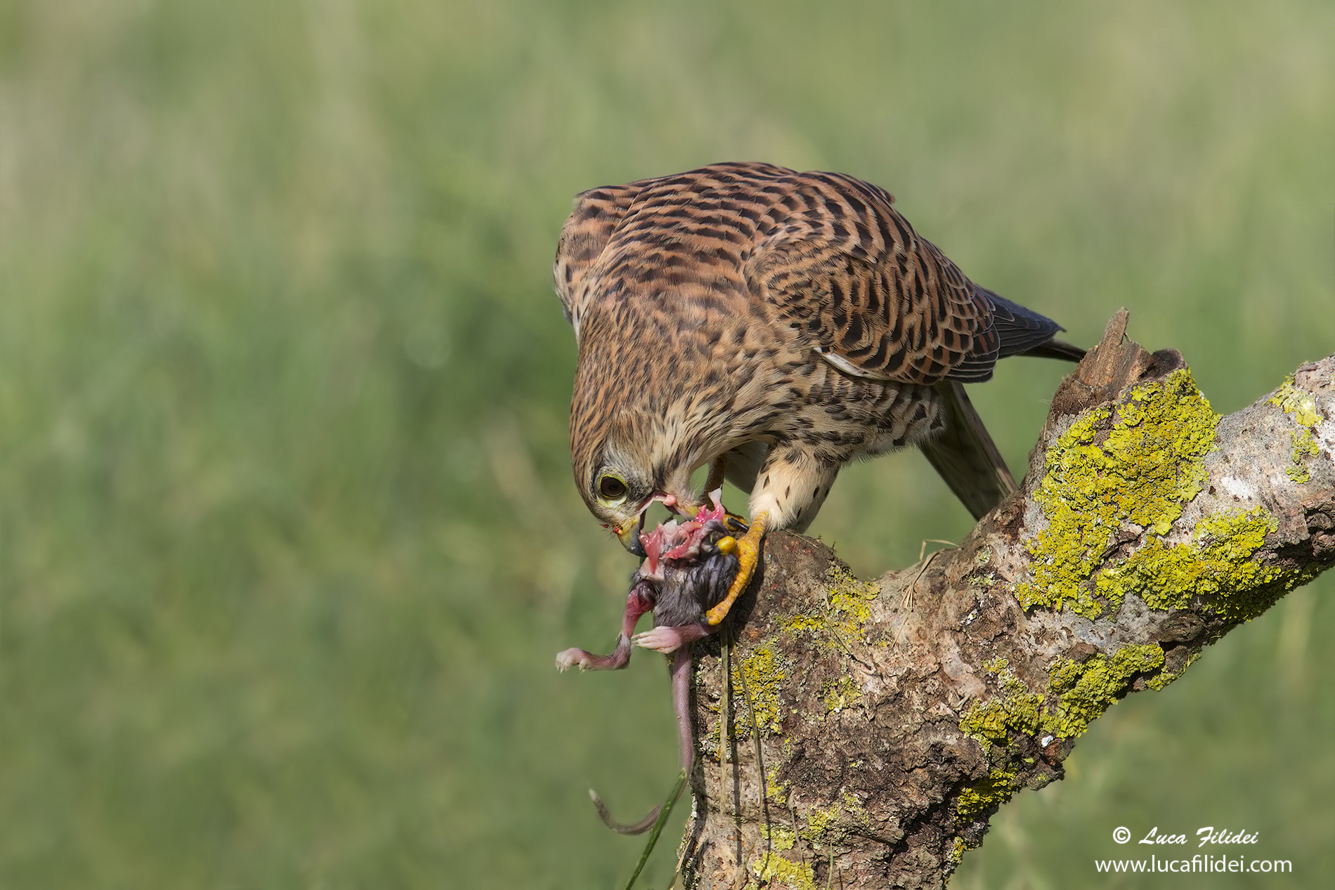 Gheppio con Preda