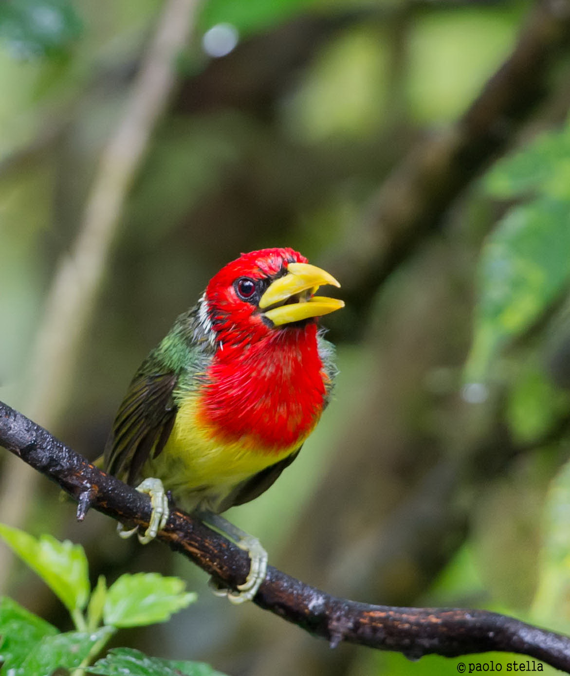 Red-headed Barbet (Eubucco bourcierii)