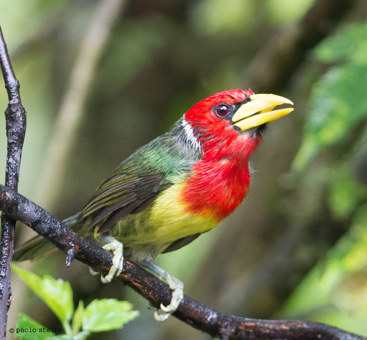 Red-headed Barbet