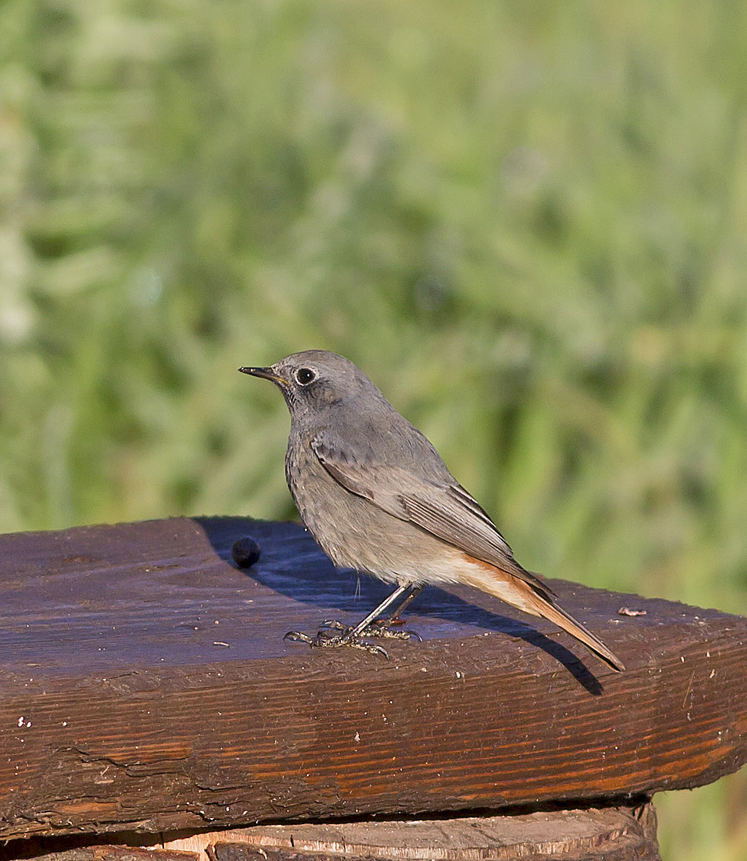 codirosso spazzacamino