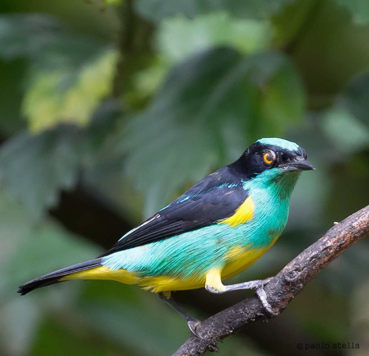 Yellow-tufted Dacnis (Dacnis egregious)