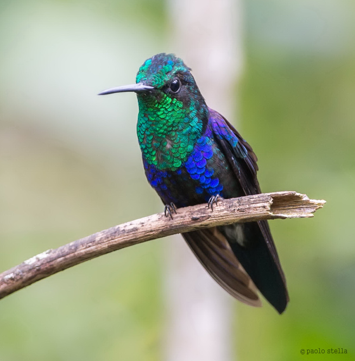 Great Sapphirewing (Pterophanes cyanopterus)