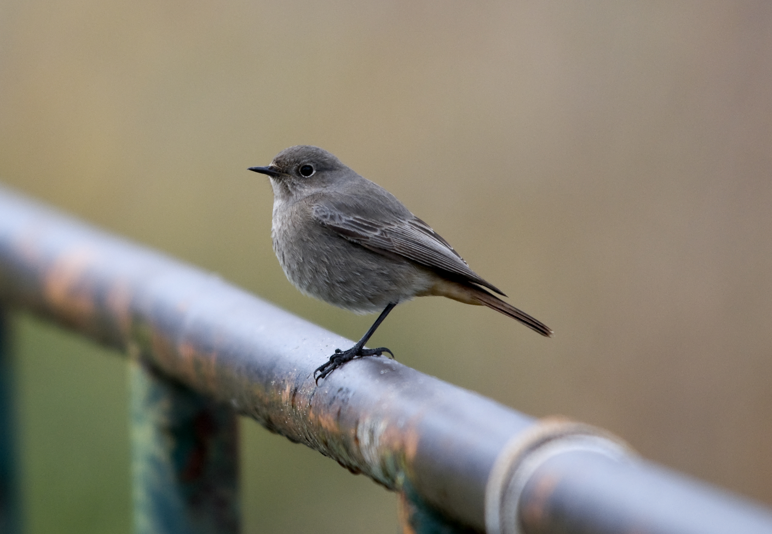 Black Redstart