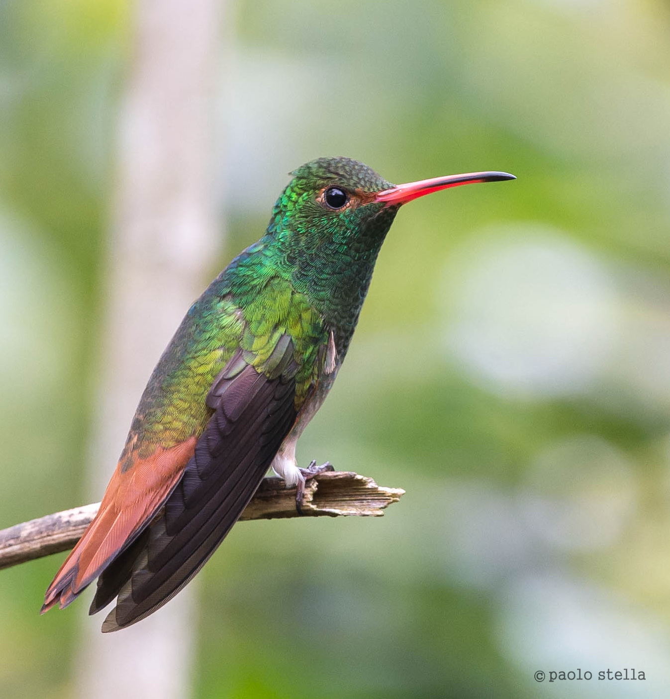 Rufous-tailed Hummingbird (Amazilia tzacatl)