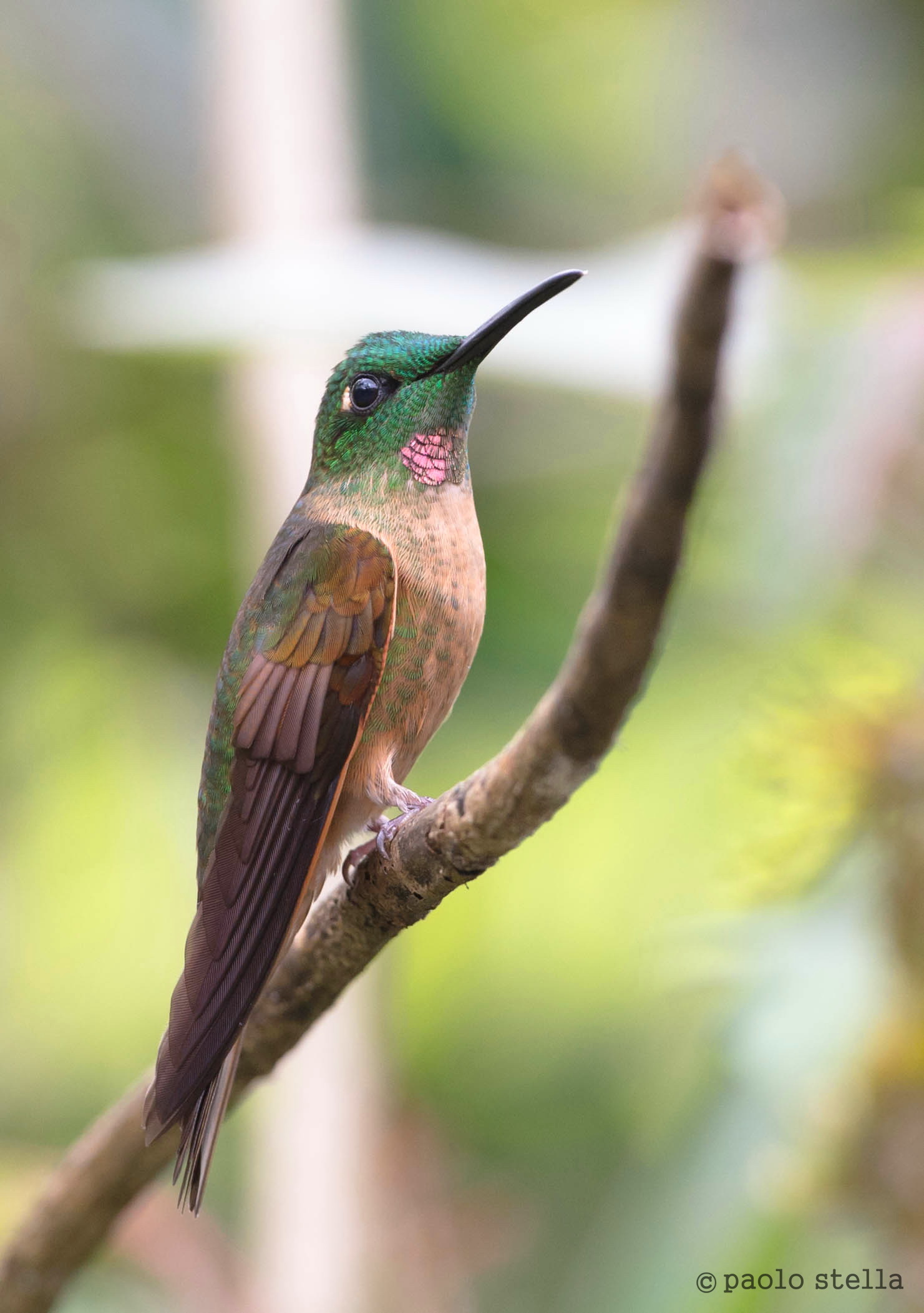 Fawn-breasted Brilliant (Heliodoxa rubinoides)