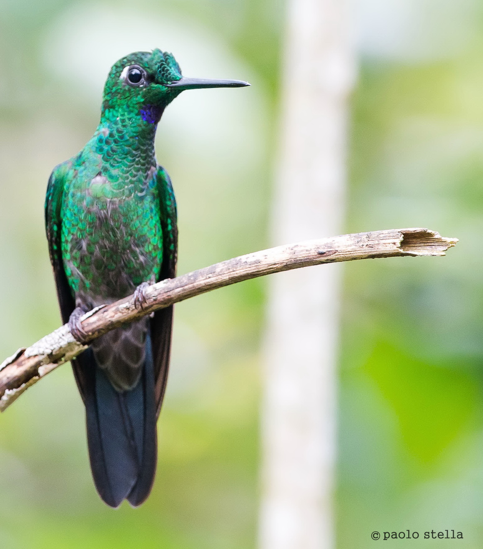 Green-crowned Brilliant (Heliodoxa jacula)