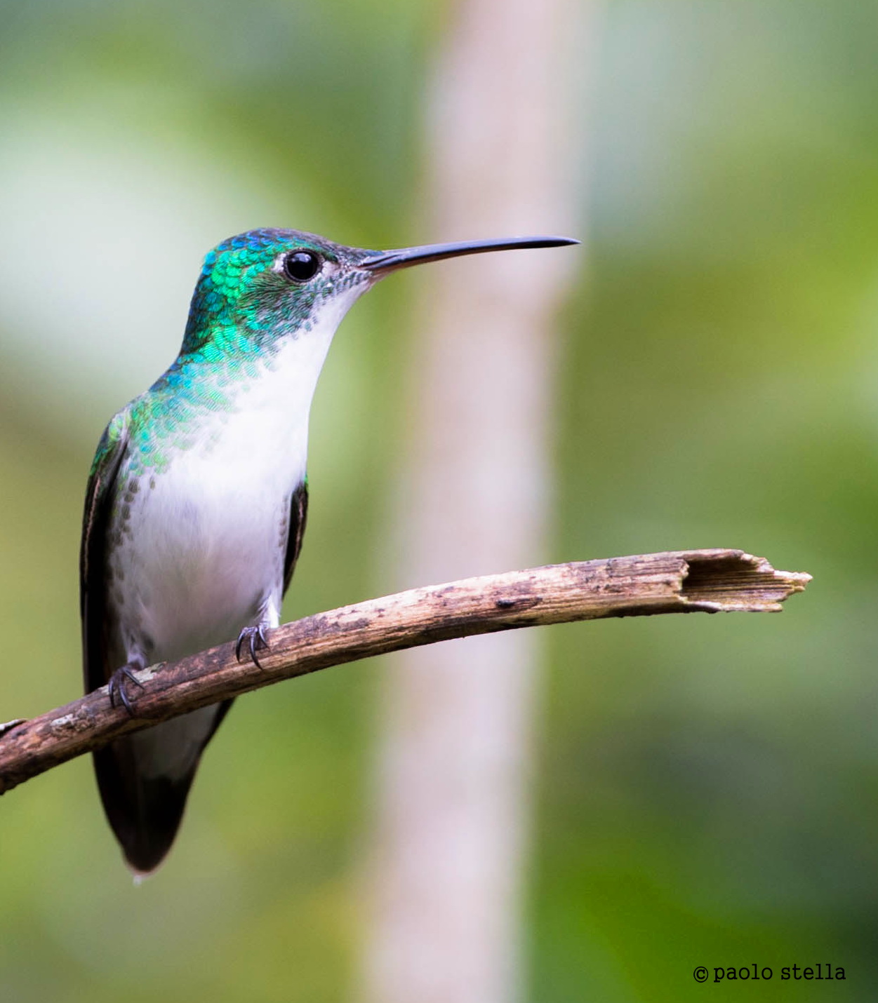Andean Emerald (France, and Amazilia)