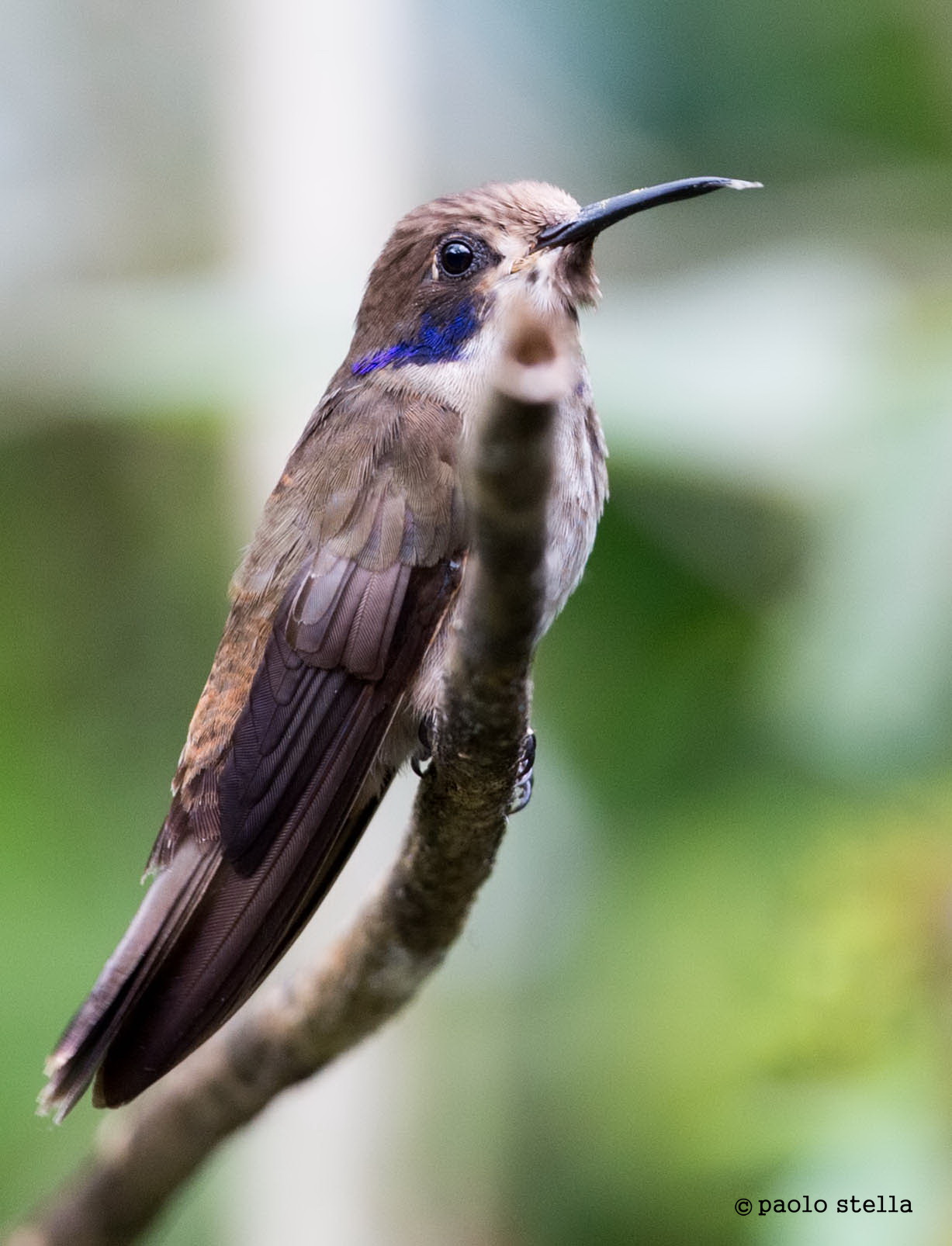 Brown Violetear (Colibri delphinae)