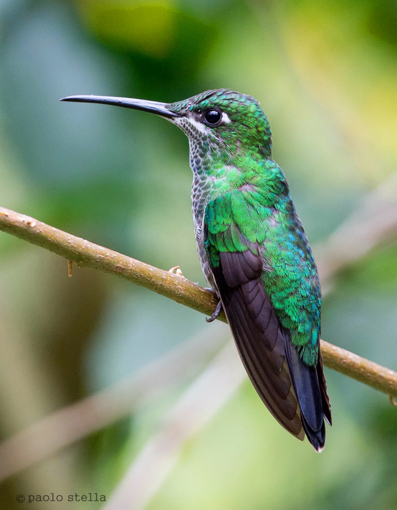 Green-crowned Brilliant F (Heliodoxa jacula)