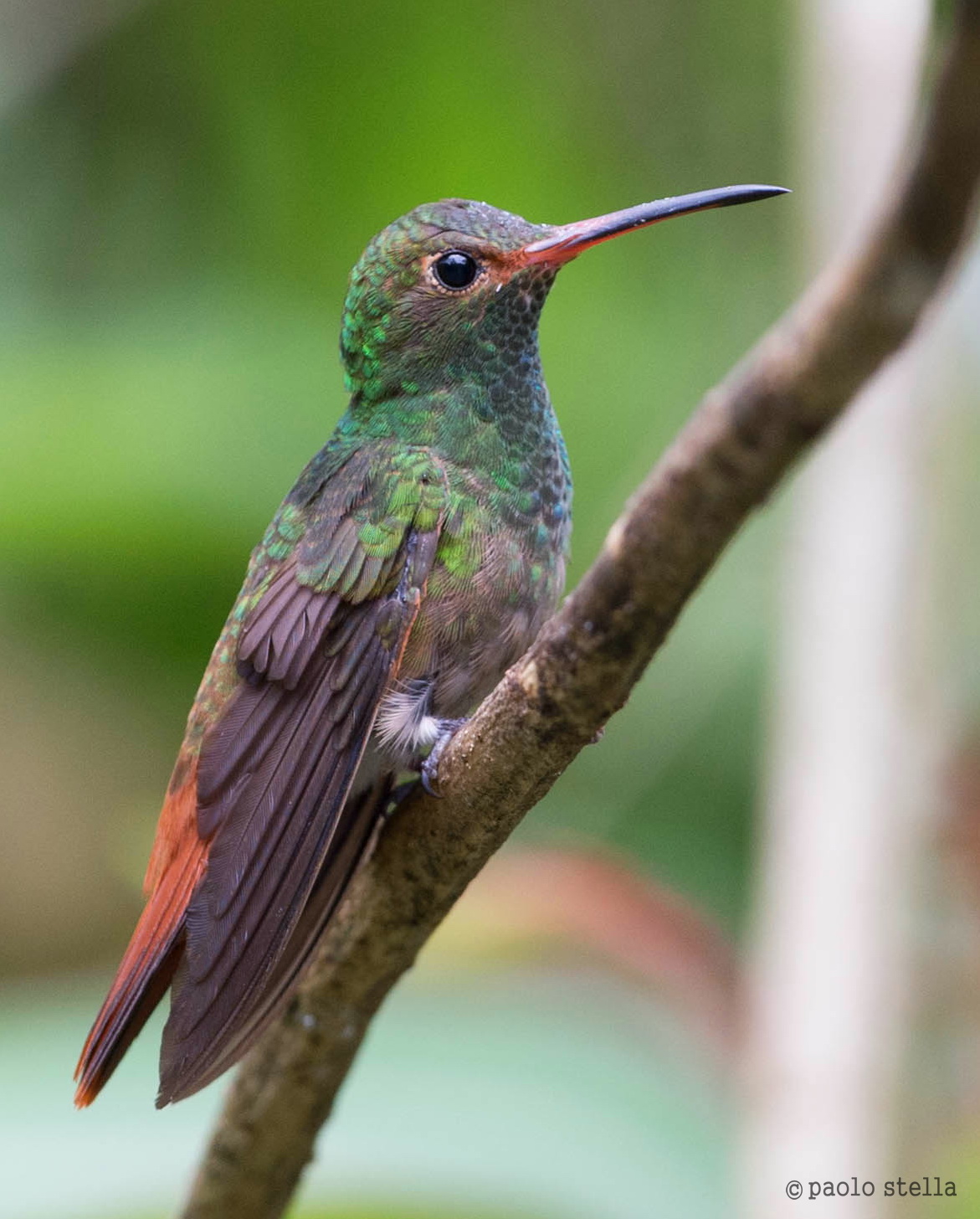 Rufous-tailed Hummingbird (Amazilia tzacatl)