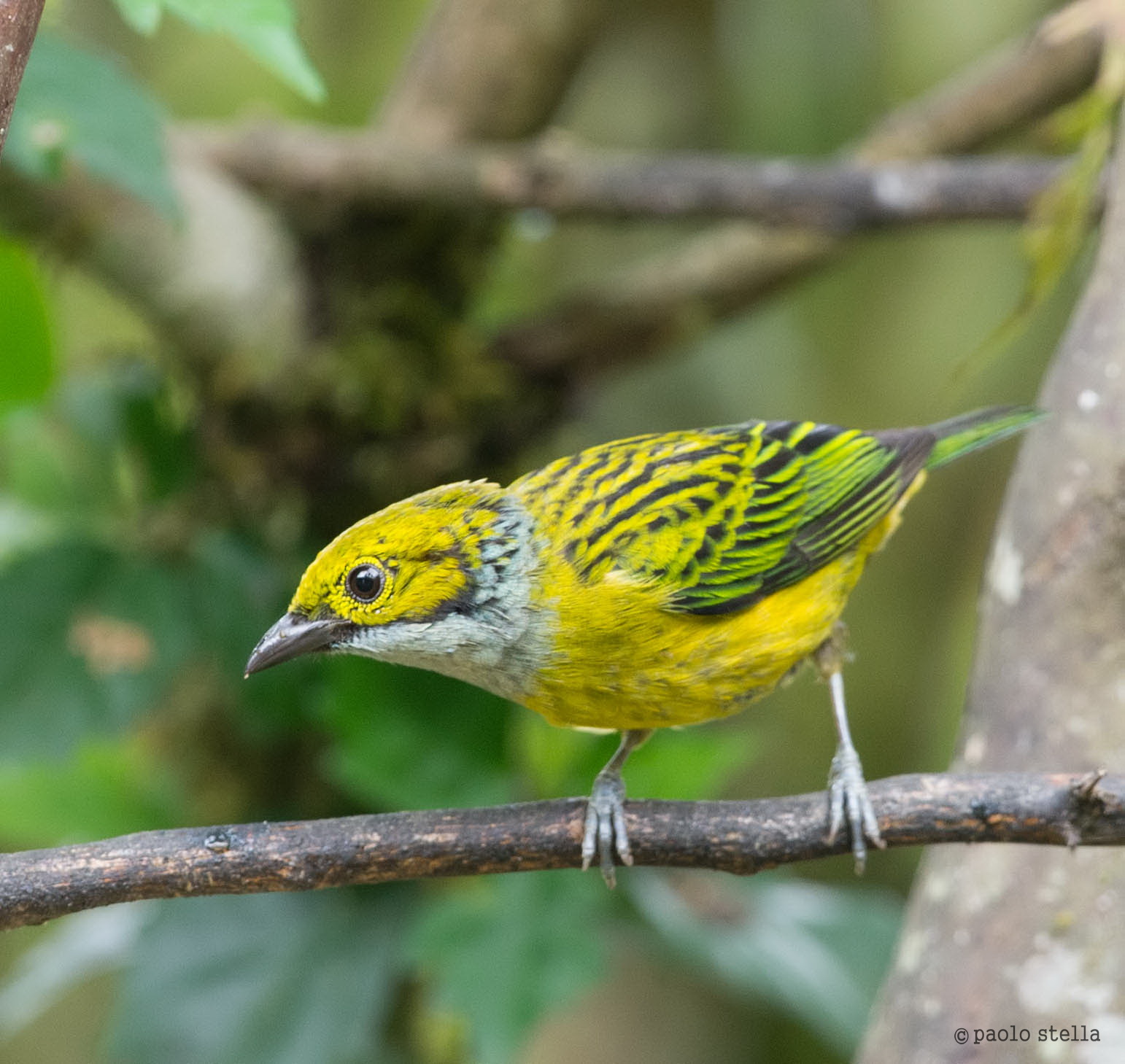 Golden Tanager (Tangara arthus)
