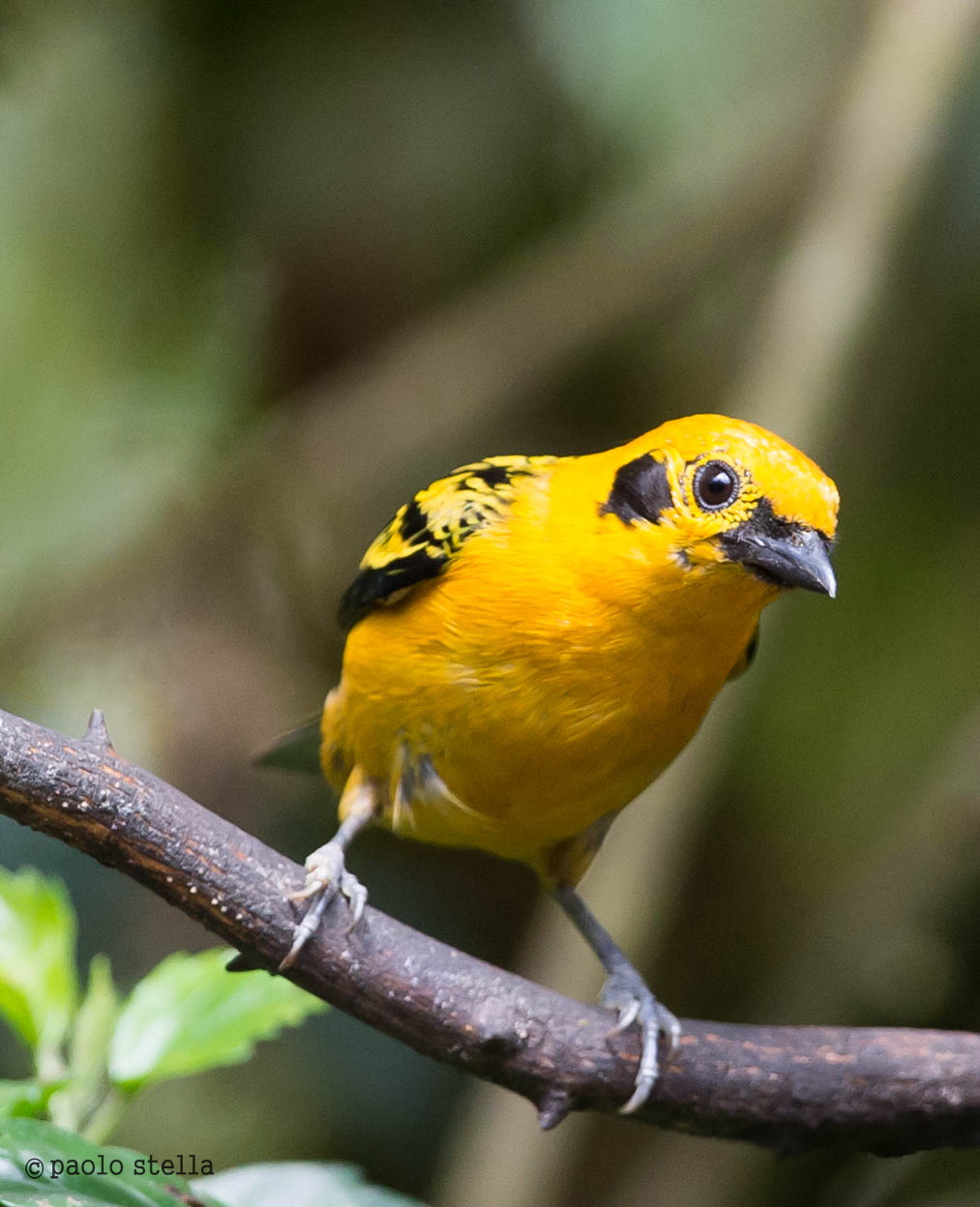 Golden tanager