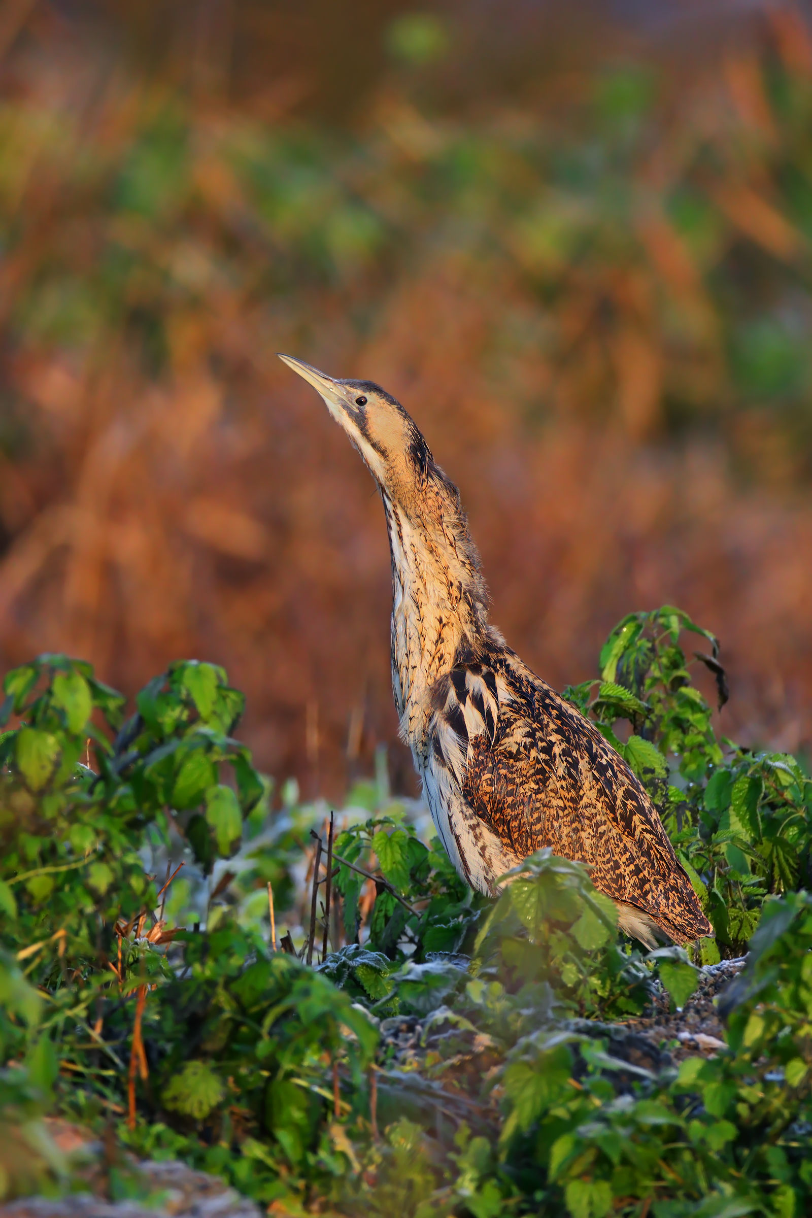 Bittern
